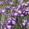 Image of Unique Perennial Collection